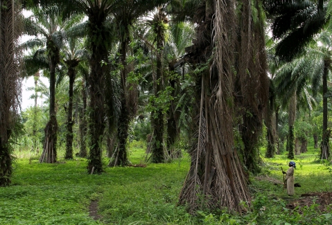 Palm Oil Plantation_Daniel Rosenberg