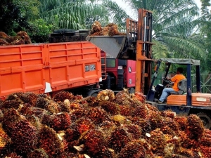 palm_oil_Dampung Sepakat, Hulu Selangor, Malaysia_Ahmad Fuad Morad